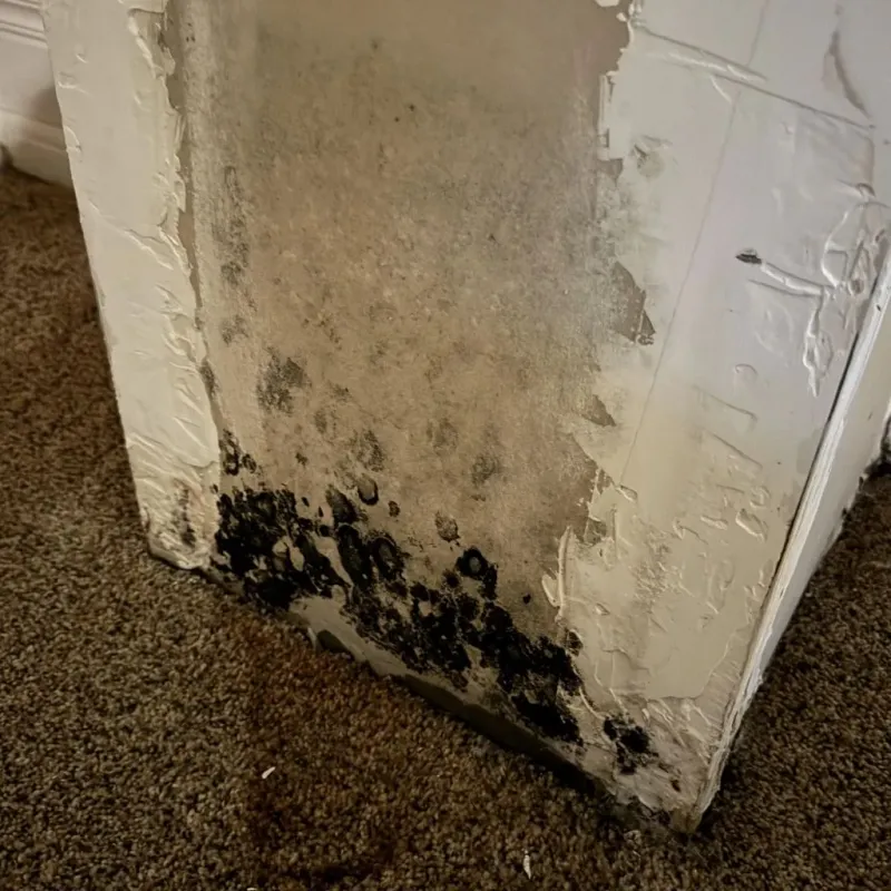 Professional Mold Removal in Delcambre, LA